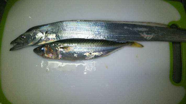 タチウオ貧果！