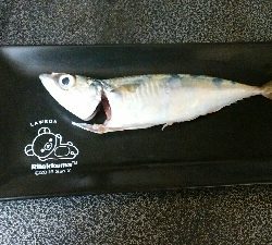 タチウオ駄目なので青物獲りに変更！？