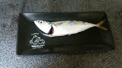 タチウオ駄目なので青物獲りに変更！？