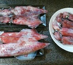 エギング追加ケンサキイカ