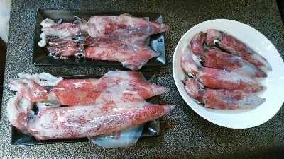 エギング追加ケンサキイカ