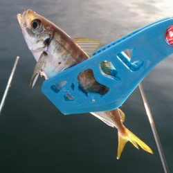 サヨリはお留守