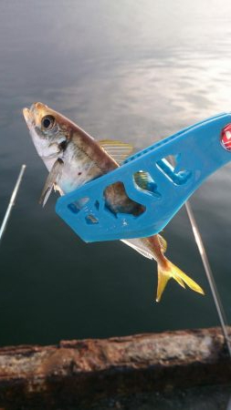 サヨリはお留守