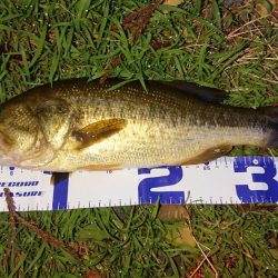 増水気味でもシャローカバーにピッタリ