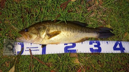 増水気味でもシャローカバーにピッタリ