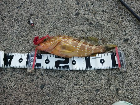 久々のキジハタ