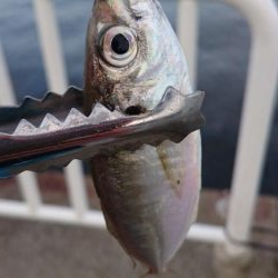 アジは絶好調  タチウオはまだ