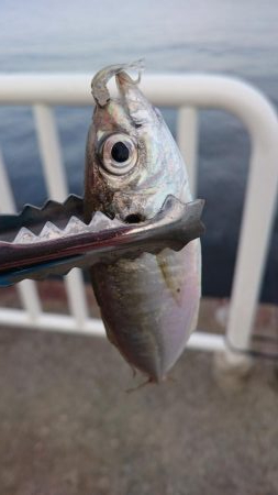 アジは絶好調  タチウオはまだ