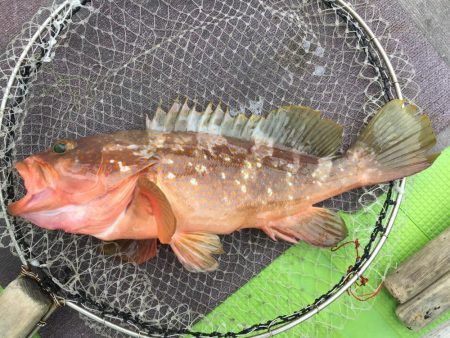 来島海峡で底物狙い