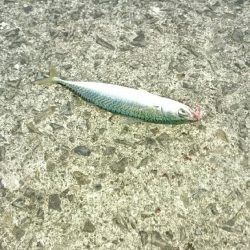 星に願いを…2!