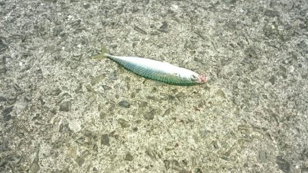 星に願いを…2!