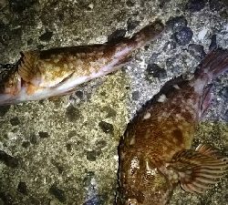 ガシラばっかり（笑