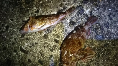 ガシラばっかり（笑