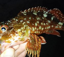 プチ遠征してアジ探し。