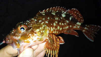 プチ遠征してアジ探し。