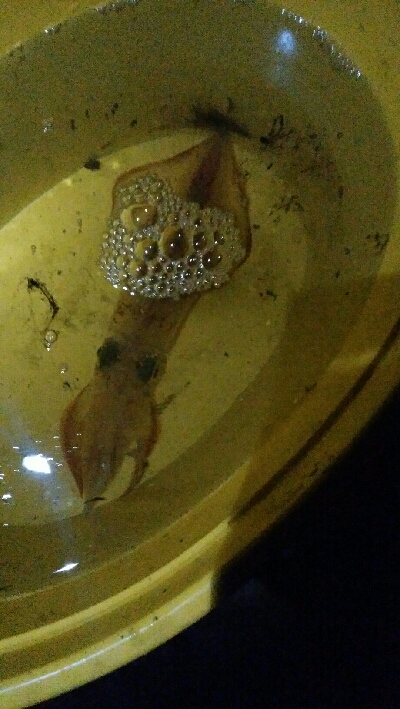 エギング追加ケンサキイカ