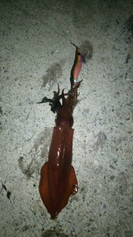 ショアケンサキゲーム