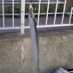 夏タチウオ調査