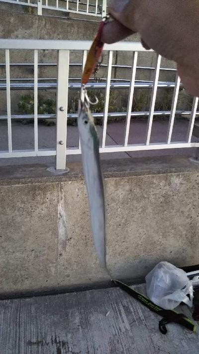 夏タチウオ調査