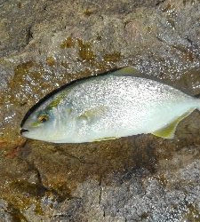 ライトショアジギング