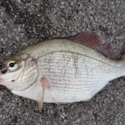 お盆の海遊館裏