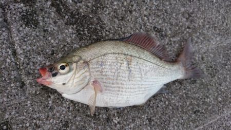 お盆の海遊館裏