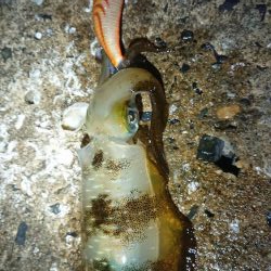 短時間エギング