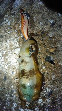 短時間エギング