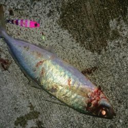 尺アジ、サゴシ