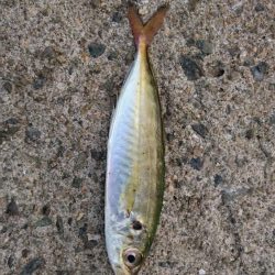 アジは絶好調  タチウオはまだ