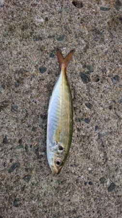 アジは絶好調  タチウオはまだ