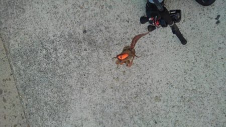 僕の夏休み(パート2)