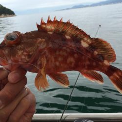 来島海峡で底物狙い
