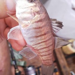 LTビシアジボートデビュー！