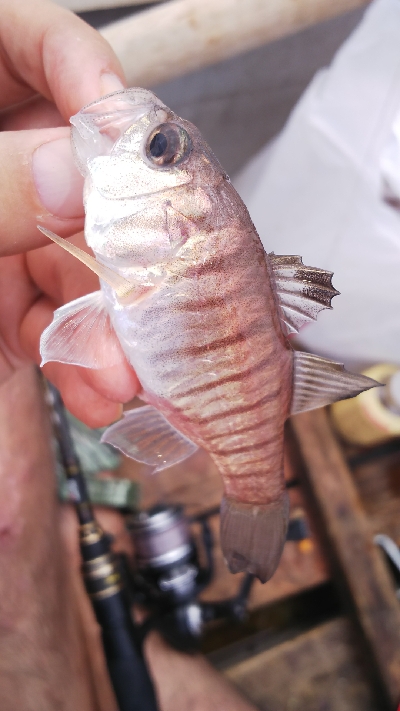 LTビシアジボートデビュー！