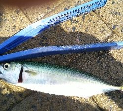 シーサイドコスモ、サバ、アジ