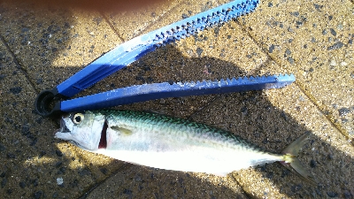 シーサイドコスモ、サバ、アジ