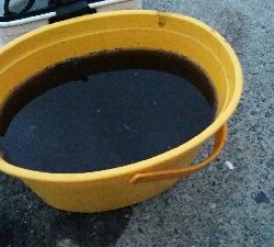 エギング追加ケンサキイカ