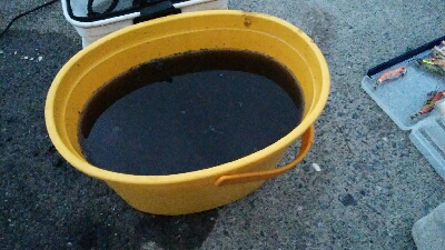 エギング追加ケンサキイカ