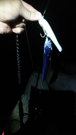 盆休み明けて初LSJ