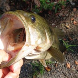 増水気味でもシャローカバーにピッタリ