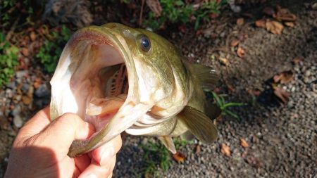 増水気味でもシャローカバーにピッタリ
