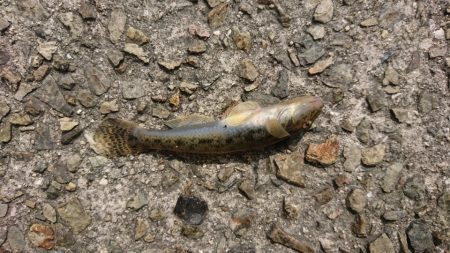 夏キス・・・とハゼ