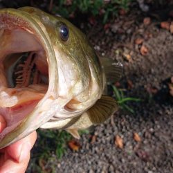 増水気味でもシャローカバーにピッタリ