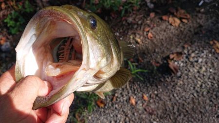 増水気味でもシャローカバーにピッタリ