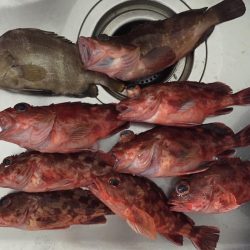 来島海峡で底物狙い