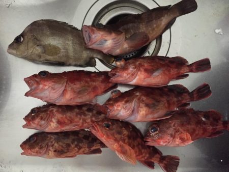 来島海峡で底物狙い