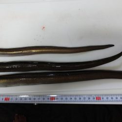 お盆休み最終釣行!