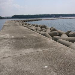 夏キス・・・とハゼ