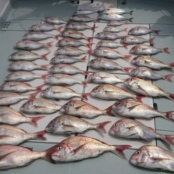 フィッシングボートACE（エース） 釣果